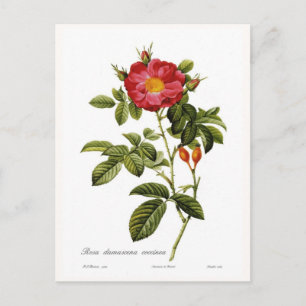 Postal Rosa damascena coccinea