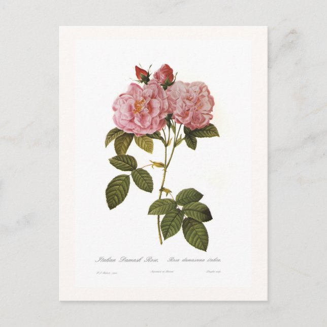 Postal Rosa damascena italica (Anverso)