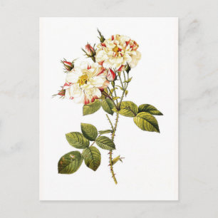 Postal Rosa damascena variegata