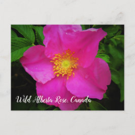 Postal Rosa de Alberta  Canadá Personalizado de color ros