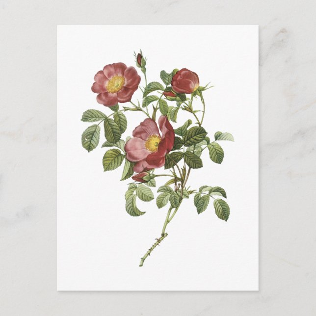 Postal rosa de amor (Rosa pumila) de Redouté (Anverso)