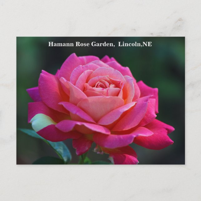 Postal Rosa de Chicago Peace HRG 500n 2014 (Anverso)