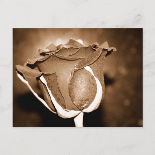 Postal Rosa de chocolate (Anverso)