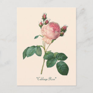 Postal Rosa de col