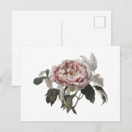 Postal Rosa de col rosa dibujada a mano