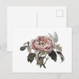Postal Rosa de col rosa dibujada a mano