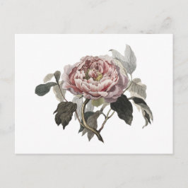 Postal Rosa de col rosa dibujada a mano