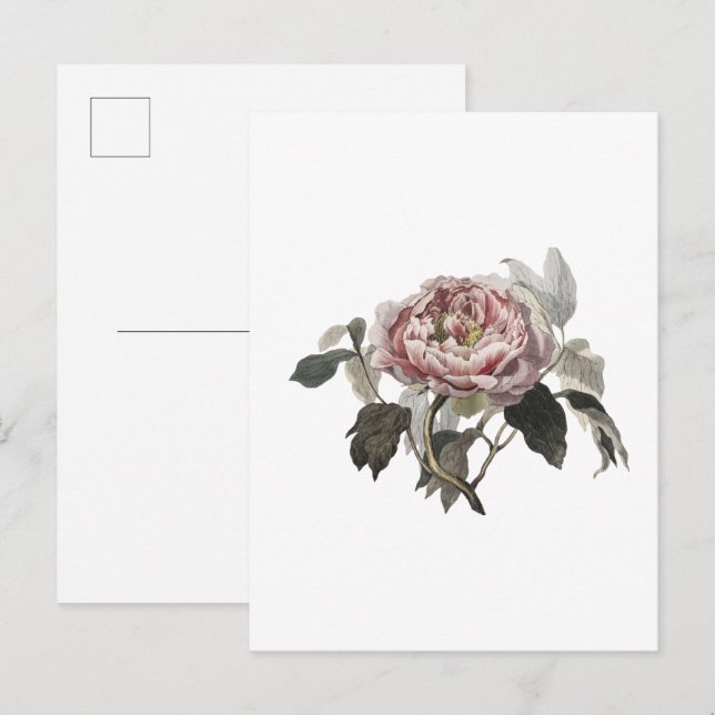 Postal Rosa de col rosa dibujada a mano. (Anverso / Reverso)