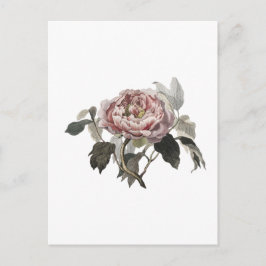 Postal Rosa de col rosa dibujada a mano.