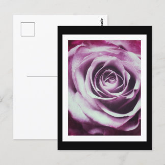 Postal Rosa de color rosa