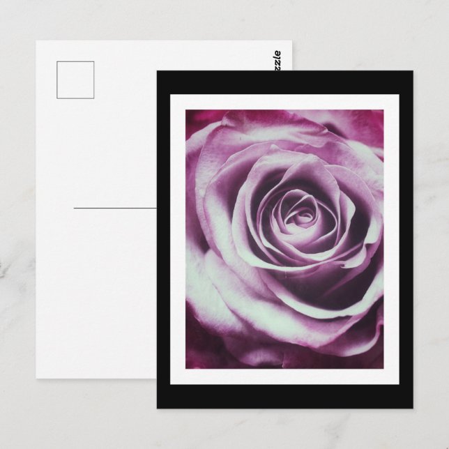 Postal Rosa de color rosa (Anverso / Reverso)