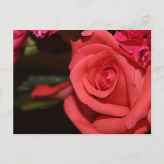 Postal Rosa de coral floreciente (Anverso)