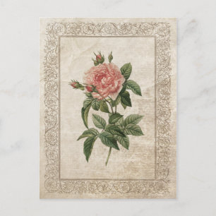 Postal Rosa de cosecha I