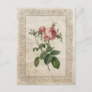 Postal Rosa de cosecha III