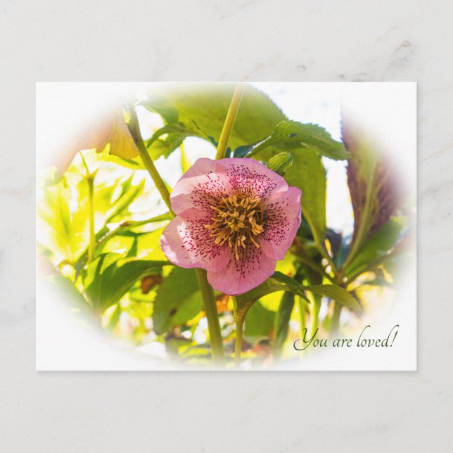 Postal Rosa de Cuaresma. Helleborus. ¡Eres amado! (Anverso)