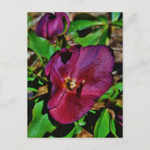 Postal Rosa de Cuaresma Rosa Borgoña