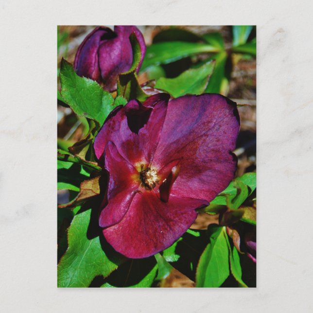 Postal Rosa de Cuaresma Rosa Borgoña (Anverso)