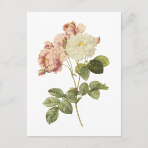 Postal rosa de Damasco (Rosa damascena celsiana) por Redo