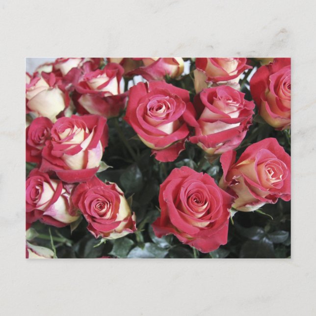 Postal Rosa de dulzura en Hacienda Compania (Anverso)