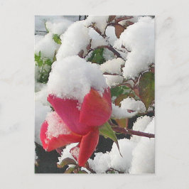 Postal Rosa de enero de 2012