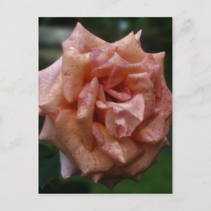 Postal Rosa De Engranaje Intenso En Flor De Bloom