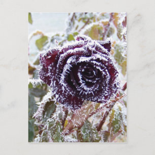 Postal Rosa de invierno2