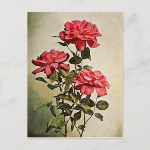 Postal Rosa de Jacqueminot vintage por Frederick Martin