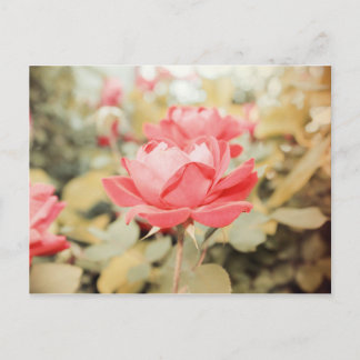 Postal Rosa de jardín