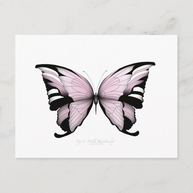 Postal Rosa de mariposa rosada (Anverso)
