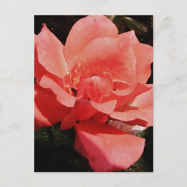 Postal rosa de melocotón y gotas de lavado (Anverso)