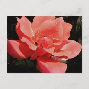 Postal rosa de melocotón y gotas de lavado