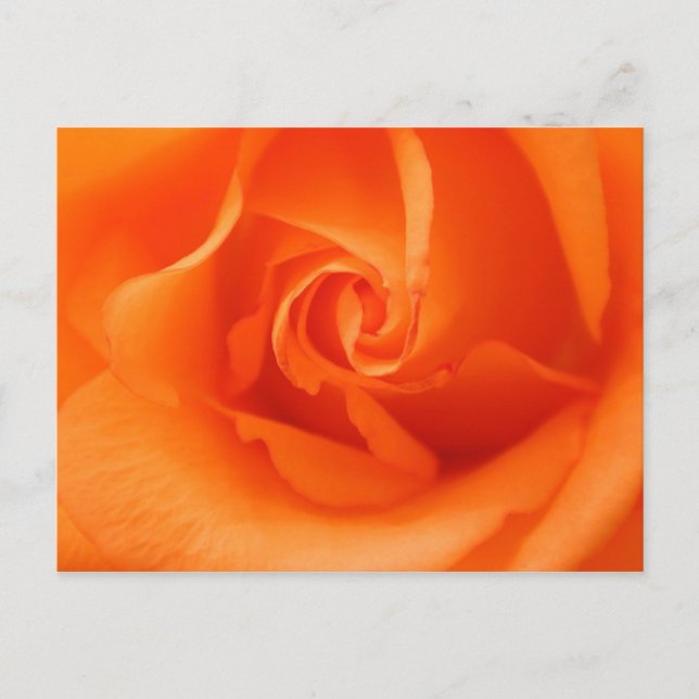Postal Rosa de Naranja Peach (Anverso)