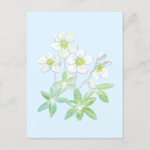 Postal rosa de navidades, Helleborus niger