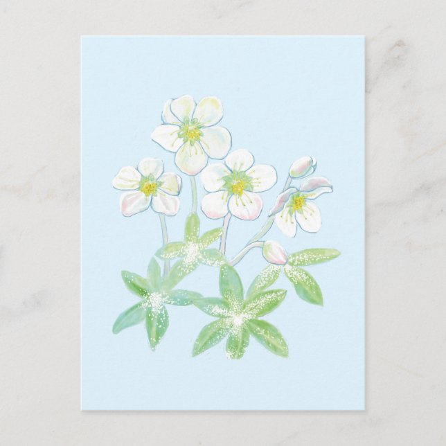 Postal rosa de navidades, Helleborus niger (Anverso)