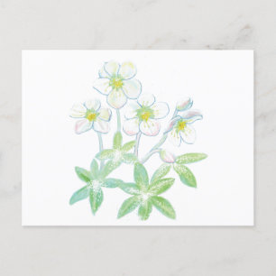 Postal rosa de navidades, Helleborus niger