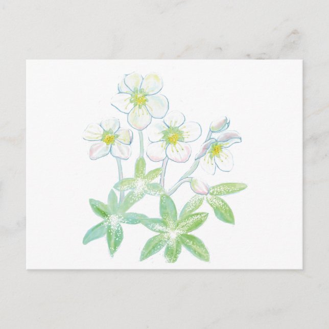 Postal rosa de navidades, Helleborus niger (Anverso)