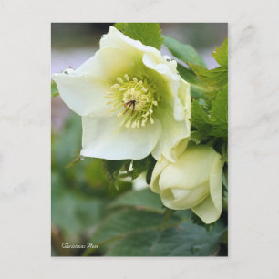 Postal Rosa de navidades [postal]