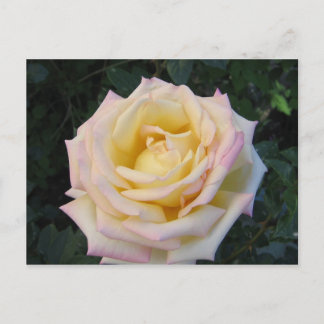 Postal Rosa de paz