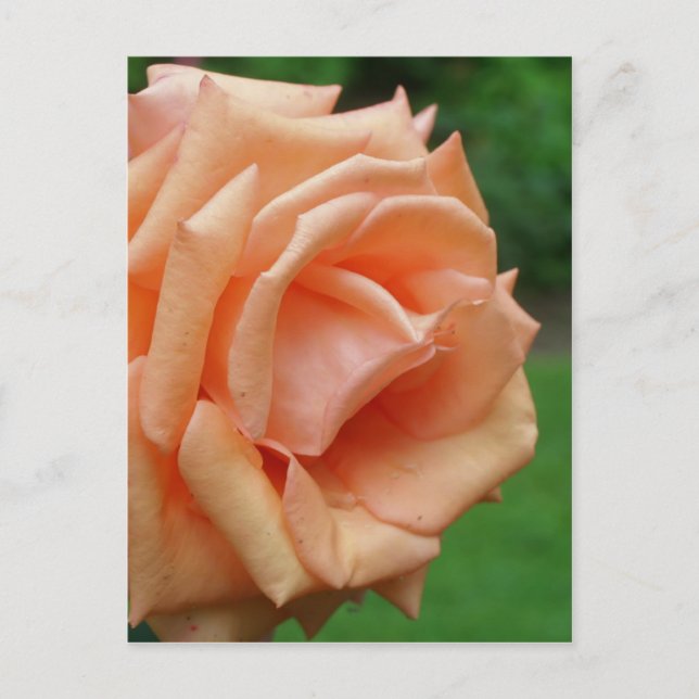 Postal Rosa De Peach En Flor De Bloom (Anverso)