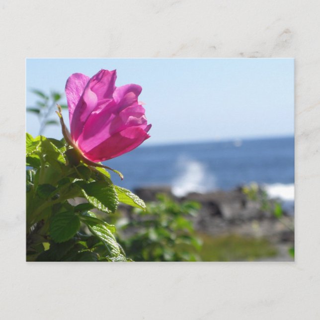 Postal Rosa de playa (Anverso)