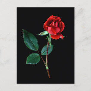 Postal Rosa de Red Knockout
