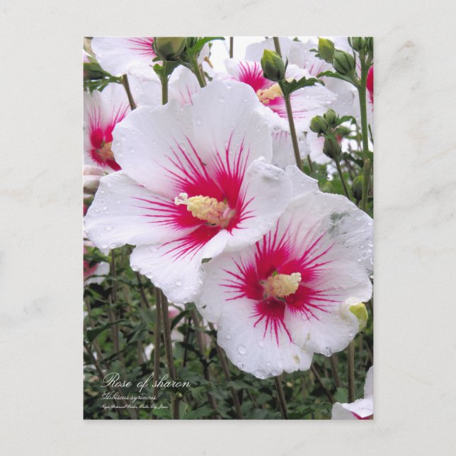 Postal Rosa de sharon:postal (Anverso)
