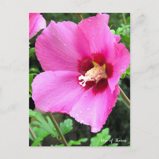 Postal Rosa de Sharon [postal] (Anverso)