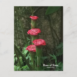 Postal Rosa de Siam