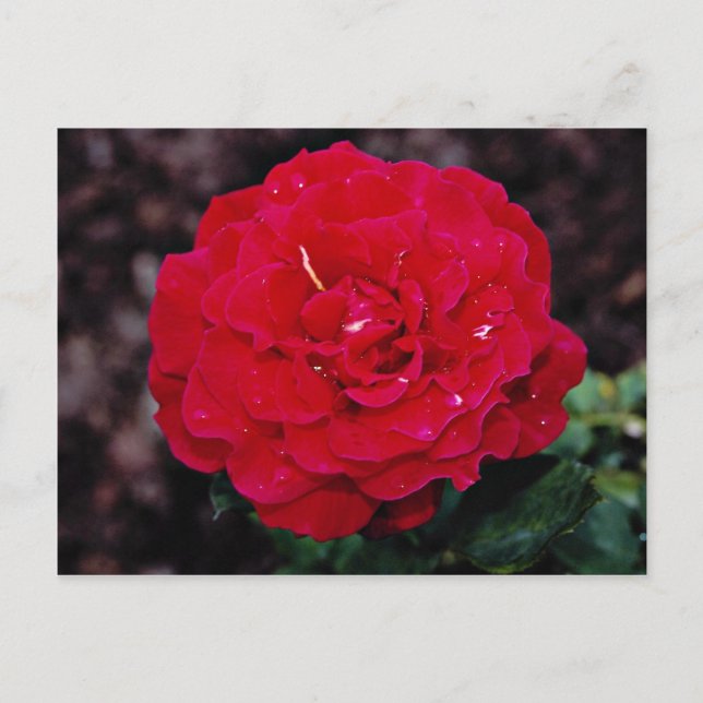 Postal Rosa de té híbrido 'Mister Lincoln' Flores blancas (Anverso)