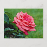 Rosa de té híbrido 'Nube fragante' Flores blancas