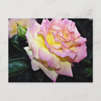 Rosa de té híbrido "Paz" Flores blancas