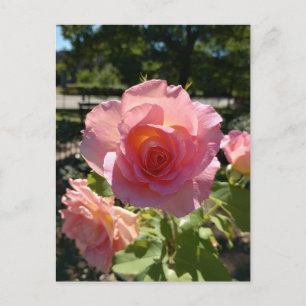 Postal Rosa de té rosado radiante