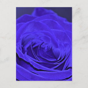 Postal Rosa de terciopelo azul