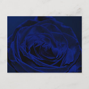 Postal Rosa de terciopelo azul.jpg